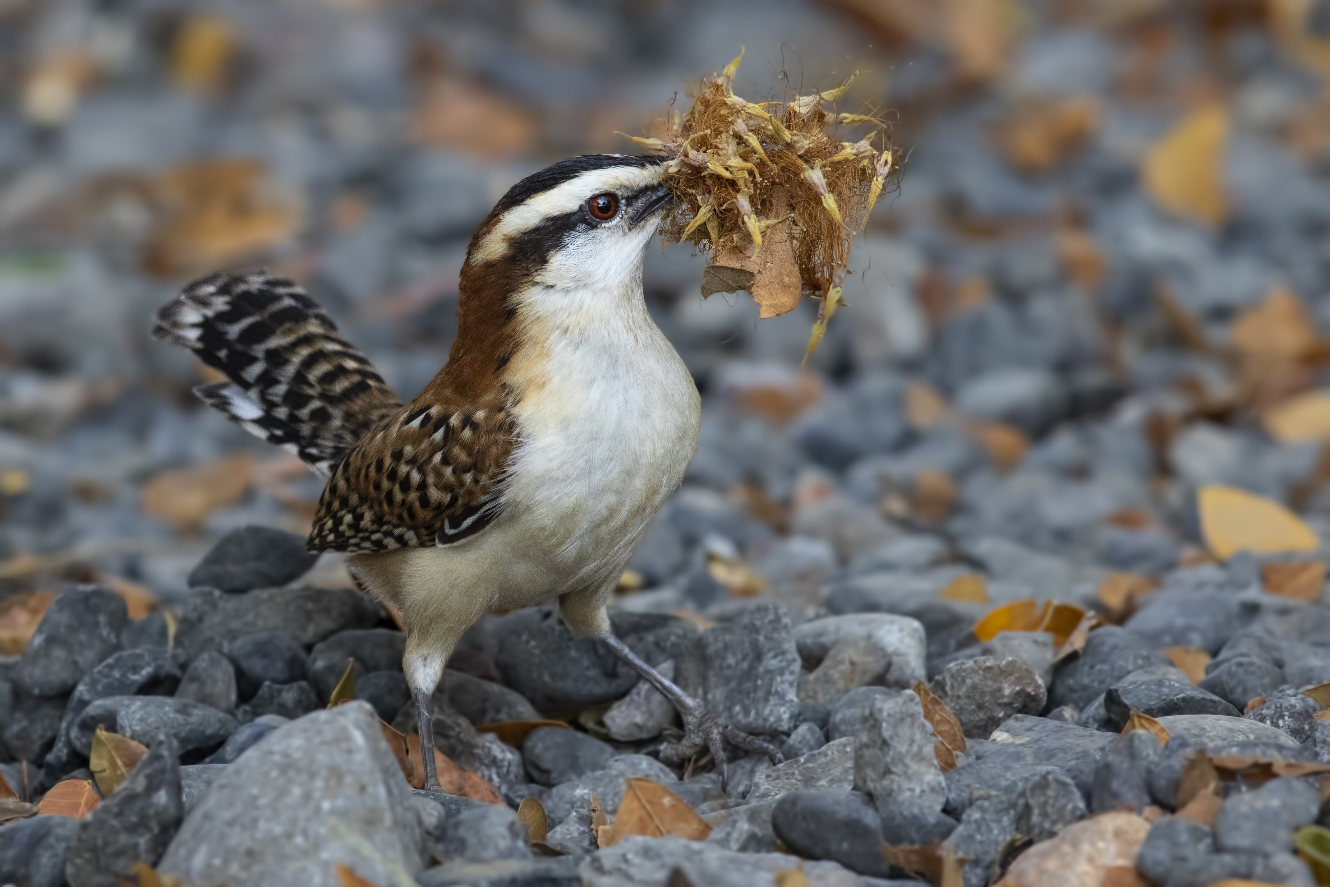 Rufous-naped Wren